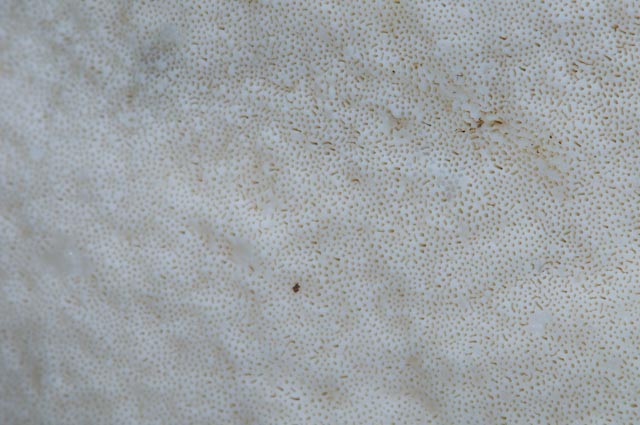 Aphyllophorales 5335 (Postia stiptica)